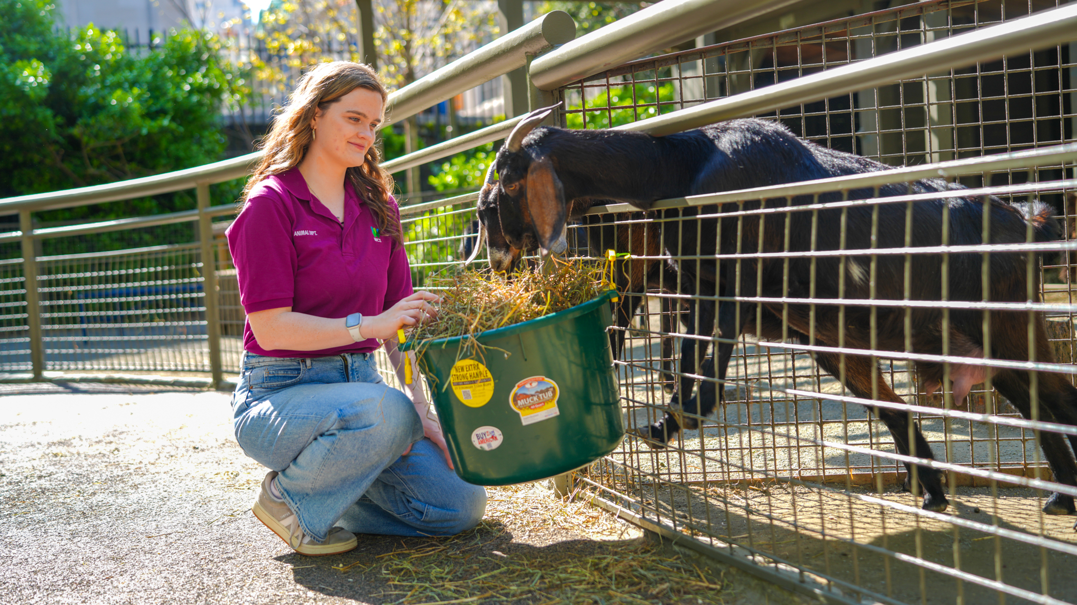 Shannon feeds a goat.