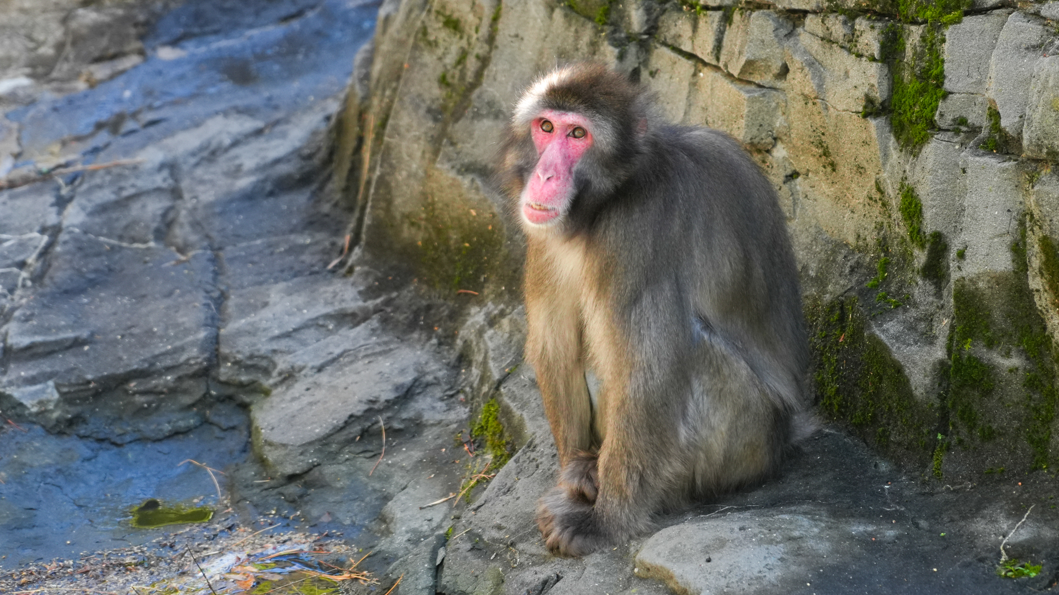 A snow monkey sits on a rock and looks at something in the distance.