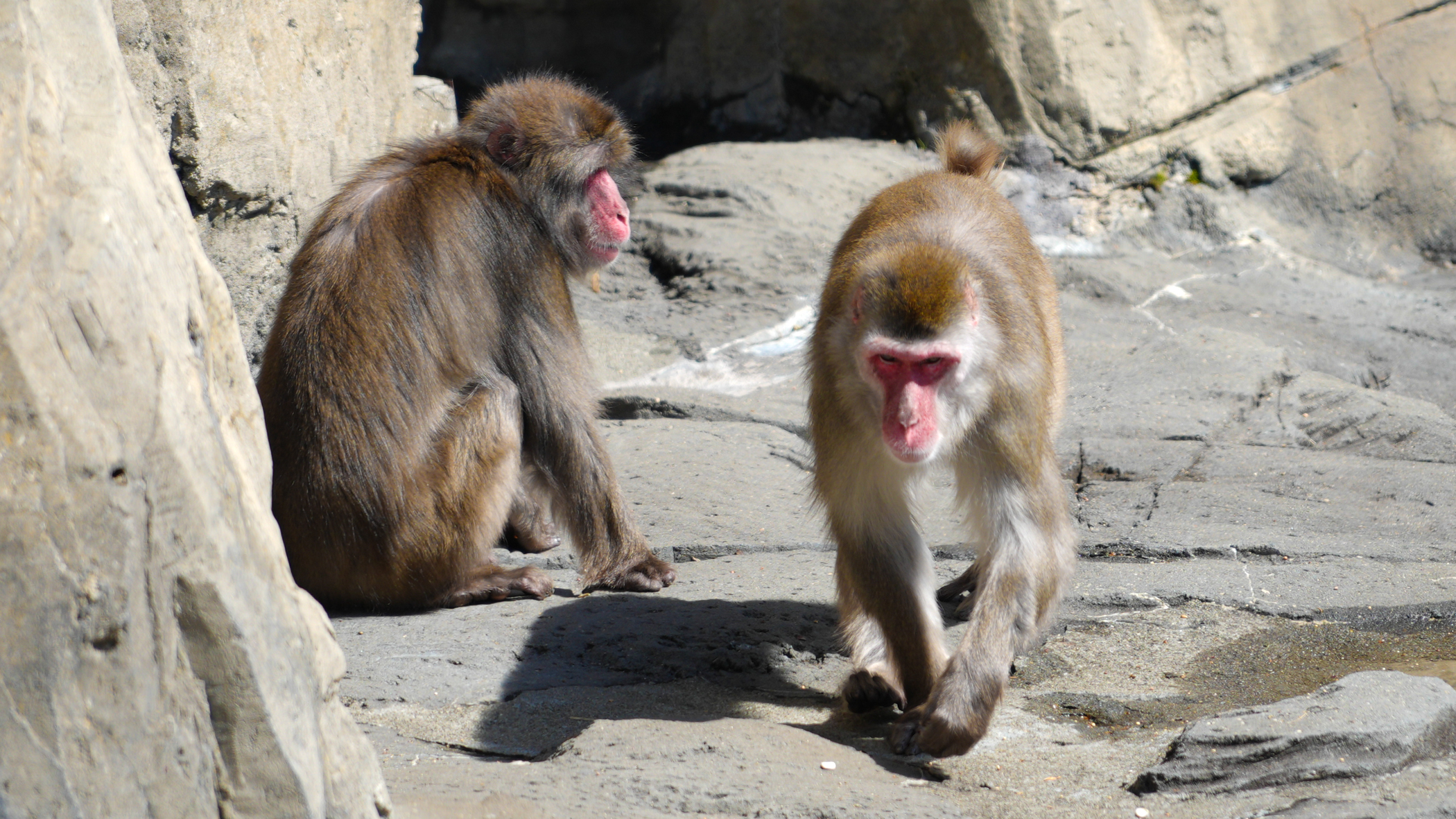 Two monkeys next to each other