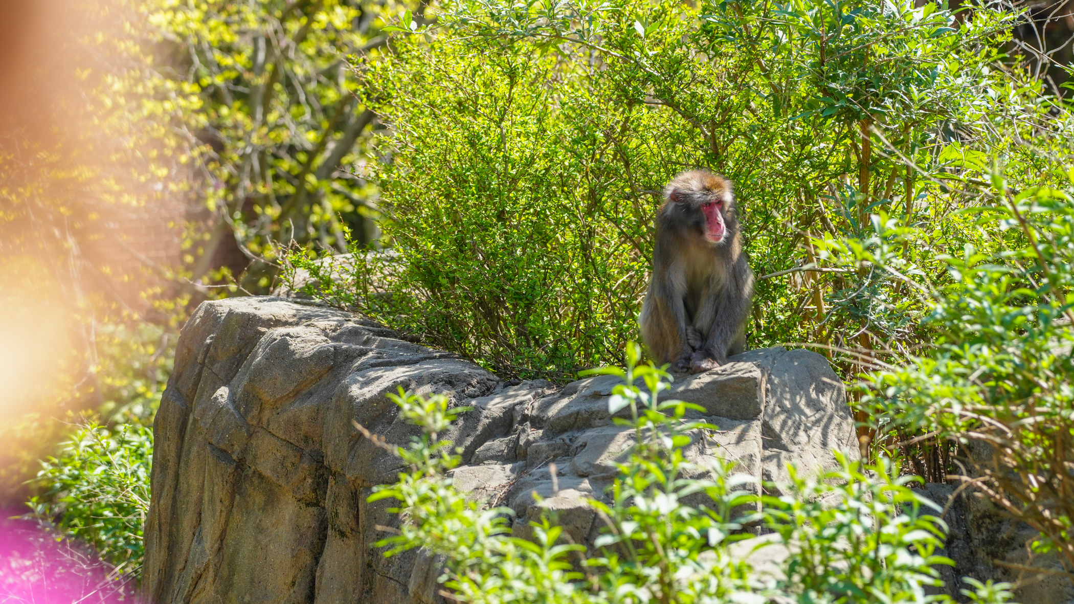 A monkey stands on a rock.