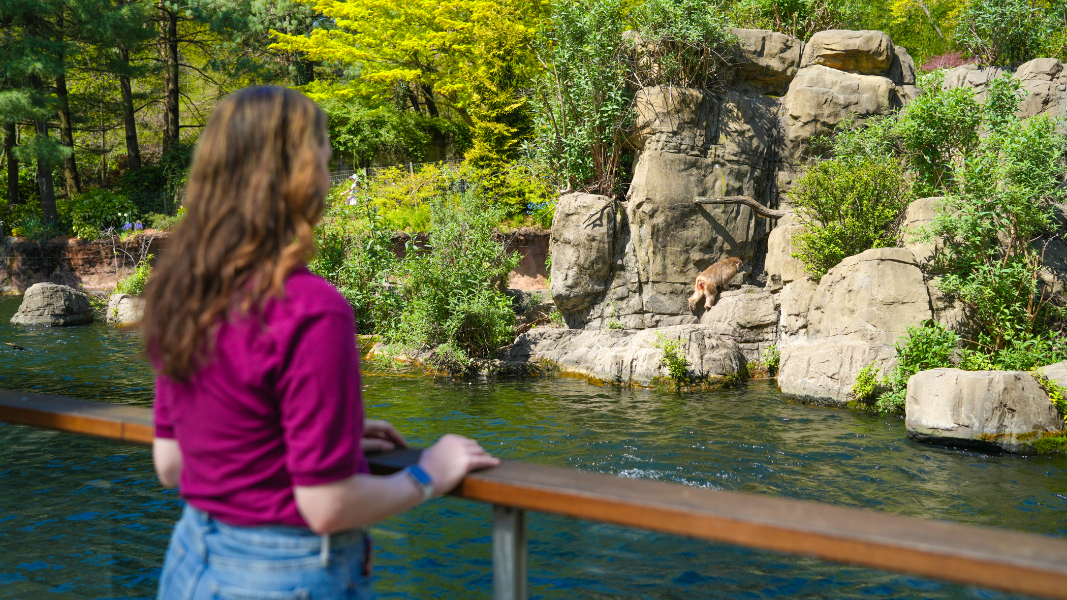 Shannon observes the monkey exhibit.