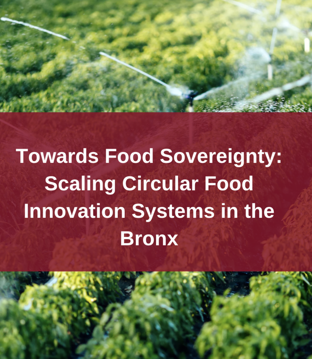 Towards Food Sovereignty: Scaling Circular Food Innovation Systems in the Bronx