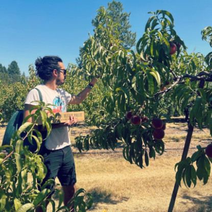 Young man in sunglasses picking fruit.